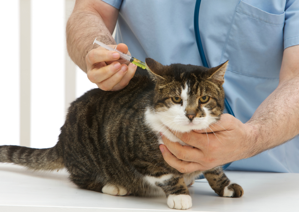 猫の注射後にできるしこりの正体とは｜注射部位肉腫（FISS）と適切な対応方法