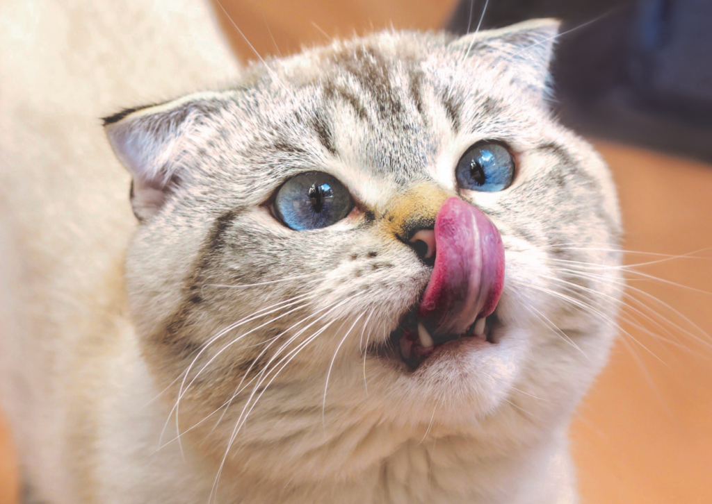 猫のよだれに血・口臭・鼻のただれは扁平上皮癌？症状と治療の選択を解説