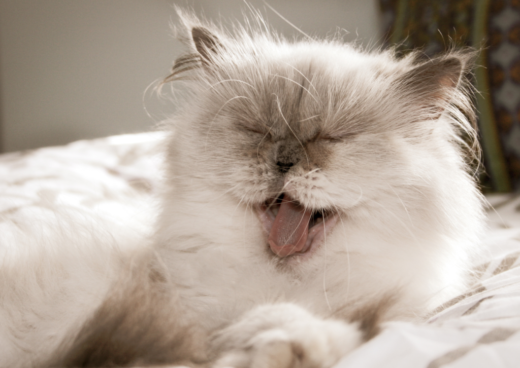 猫が咳をするのは異常サイン？肺腫瘍（肺腺癌）の症状と検査の重要性
