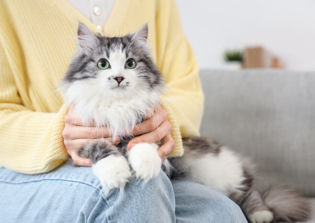 猫の腎臓が大きいと言われたら｜腎不全だけではない「腎リンパ腫」とエコー検査の重要性