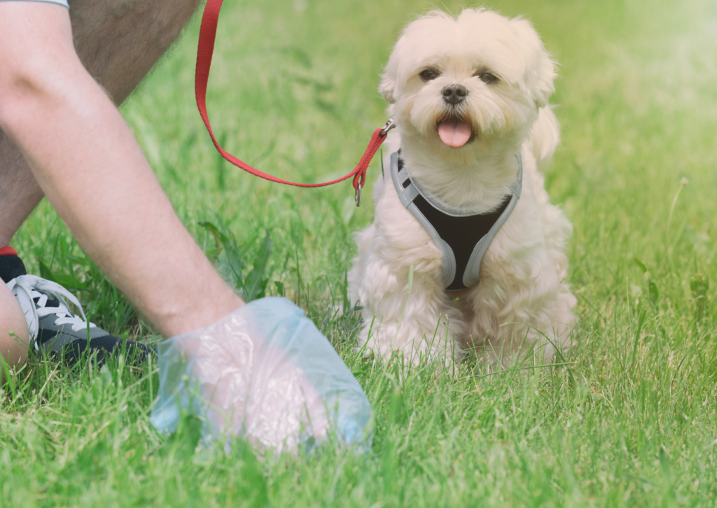 犬・猫の下痢が続く原因は？慢性腸症の検査と食事療法を解説