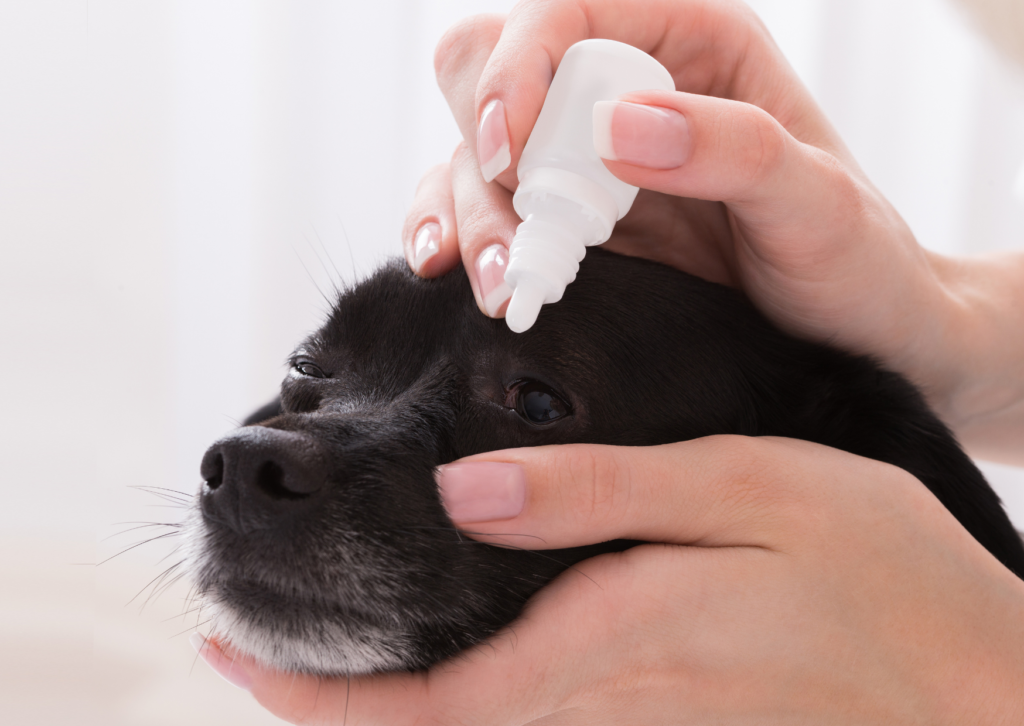 犬のドライアイ・角膜潰瘍とは？｜目やにや目の痛み、目薬による治療について解説
