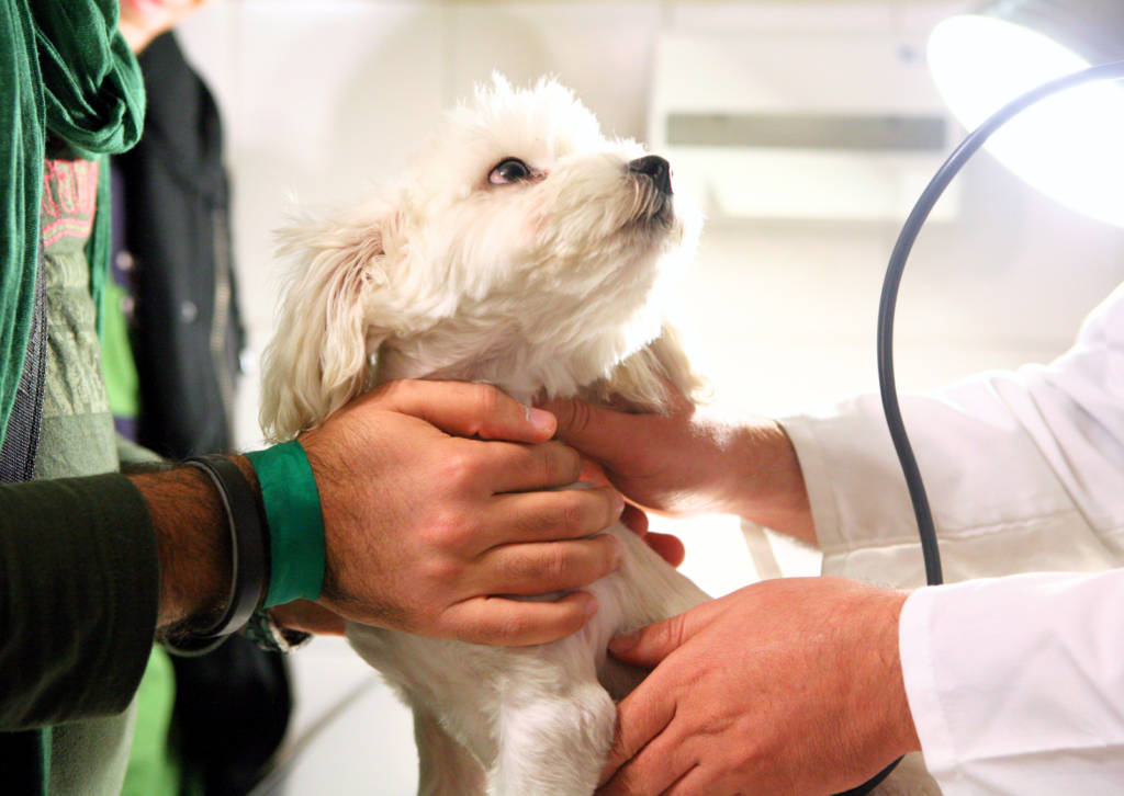 犬や猫の腫瘍はどう治すの?治療の目的と選択肢をわかりやすく解説