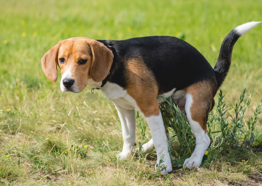 「吐く・下痢が続く」は要注意|犬や猫の消化管腫瘍(胃がん・腸がん)を解説