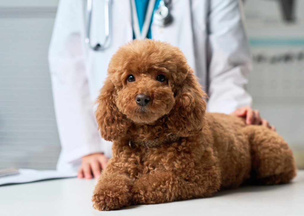 犬や猫の血尿が治らないときは要注意|膀胱腫瘍の可能性を獣医師が解説