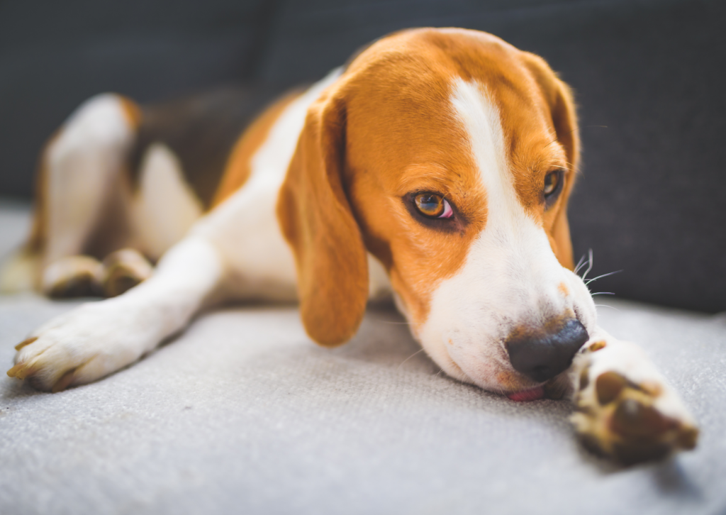 【獣医師解説】犬のアトピー・アレルギーの最新治療｜かゆみを抑えるお薬の選択肢とは？
