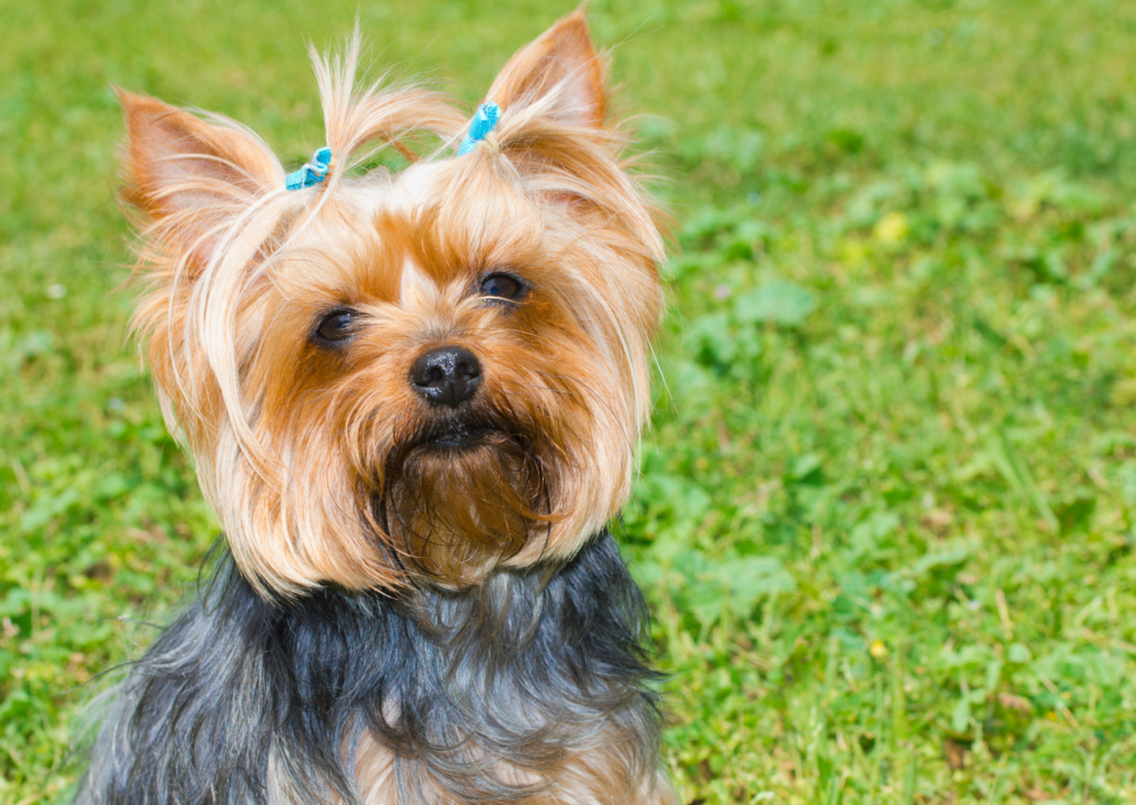犬の気管虚脱｜「ガーガー」とガチョウのような咳は要注意