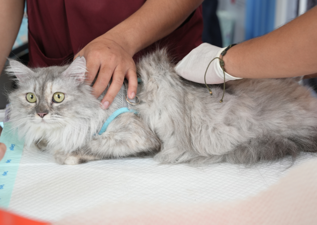 犬や猫の首のしこりは要注意|甲状腺腫瘍の症状と受診の目安を獣医師が解説