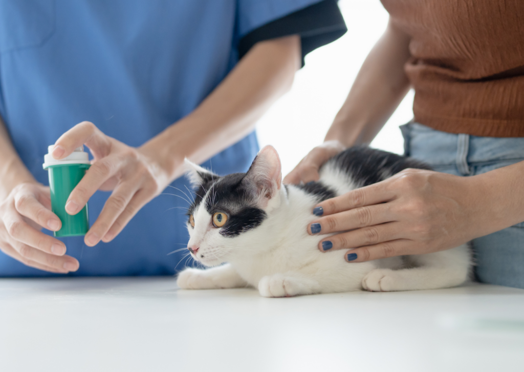 【獣医師解説】猫に多い慢性腎臓病｜多飲多尿や体重減少に気づいたら