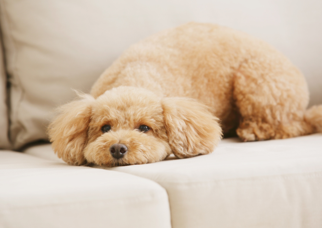 急に太った・お腹が膨れるは要注意|犬の副腎腫瘍とクッシング症候群の症状や治療方法を獣医師が解説
