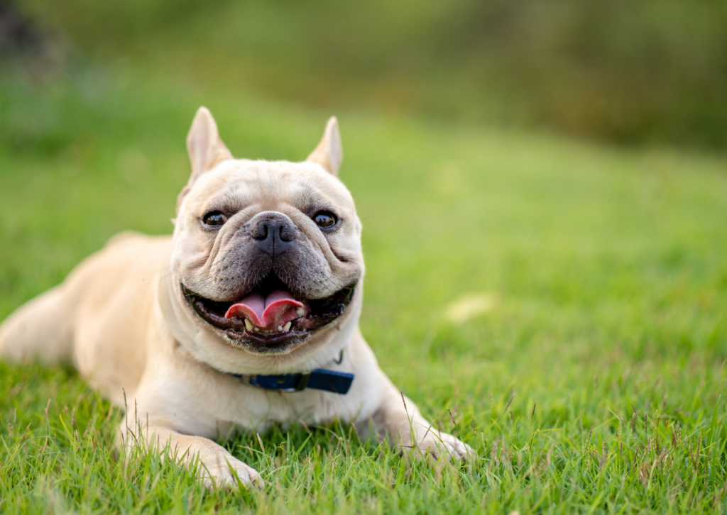 犬の熱中症は命に関わることも｜見逃してはいけないサインと予防のポイント