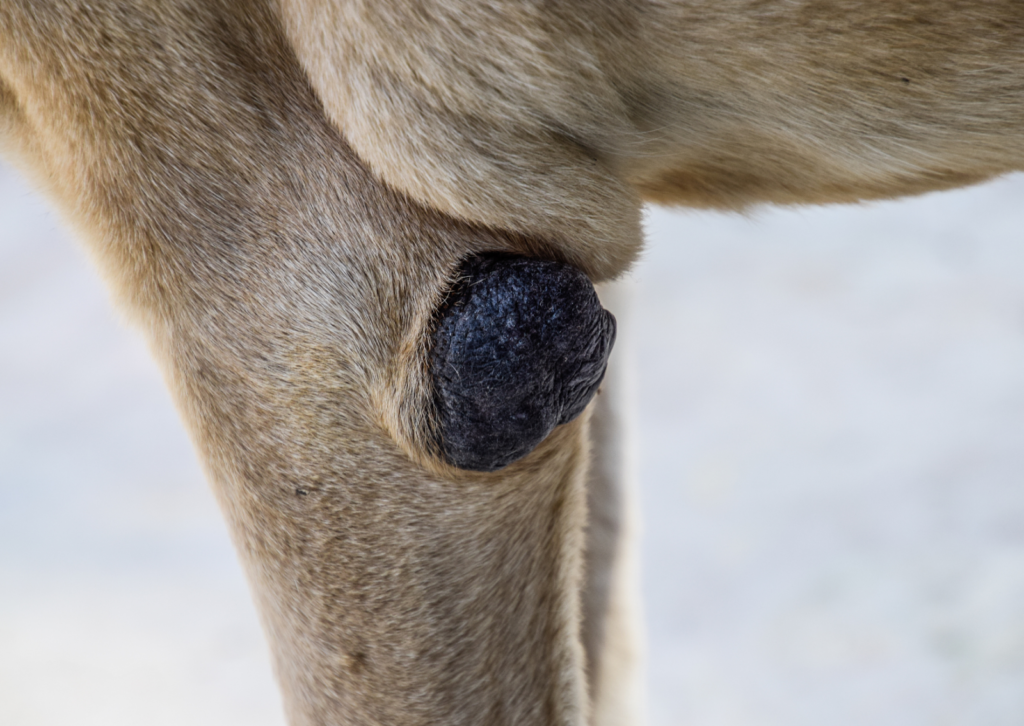 犬や猫の腫瘍はすべて「がん」?|良性と悪性の違いや原因を獣医師が解説