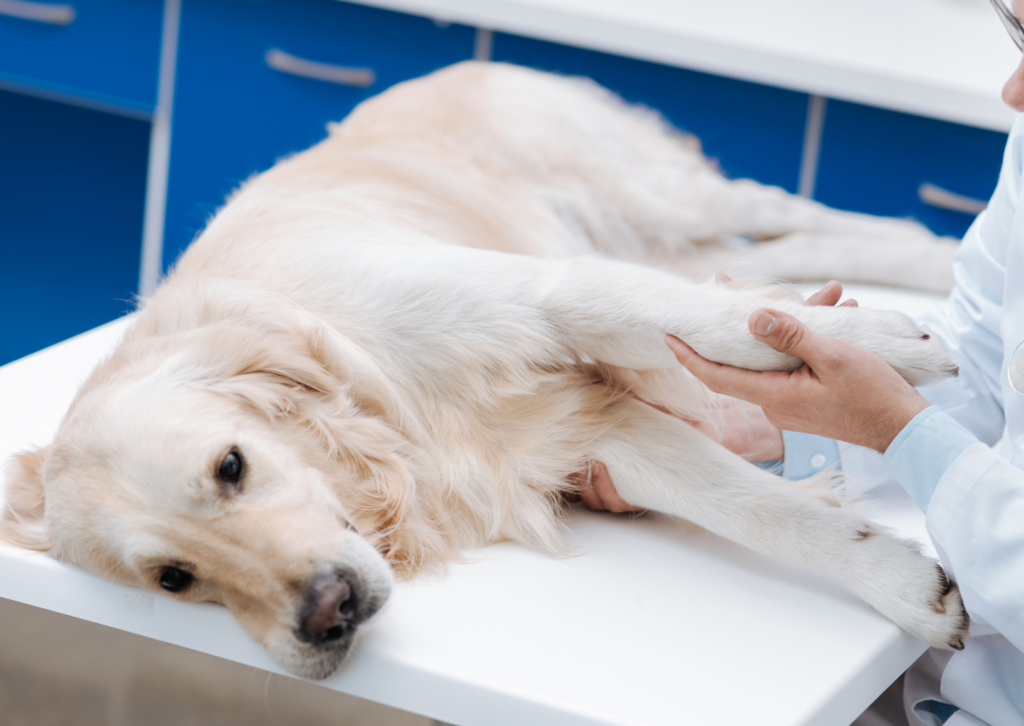 犬の肥満細胞腫とは?皮膚のできものが急に大きくなるときに知っておきたいこと