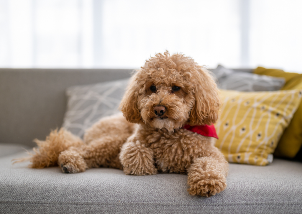 犬が水をよく飲む・脱毛するのはクッシング症候群?副腎との関係や検査・治療を解説