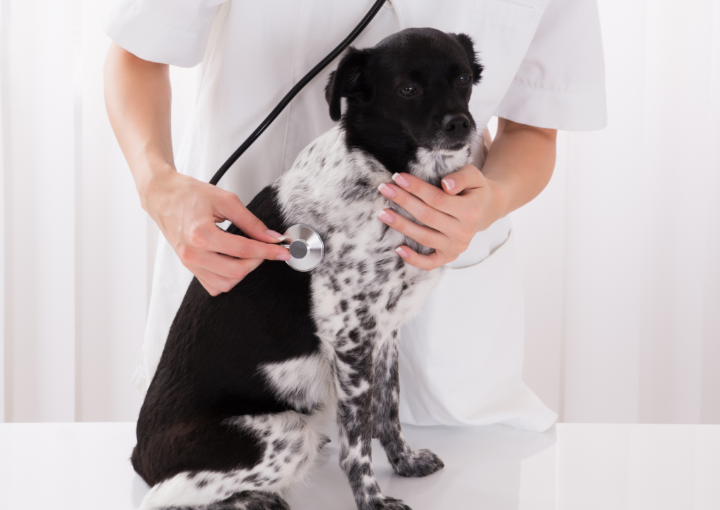 犬の僧帽弁閉鎖不全症とは？「呼吸が早い」「咳が出る」その症状、心臓病かもしれません