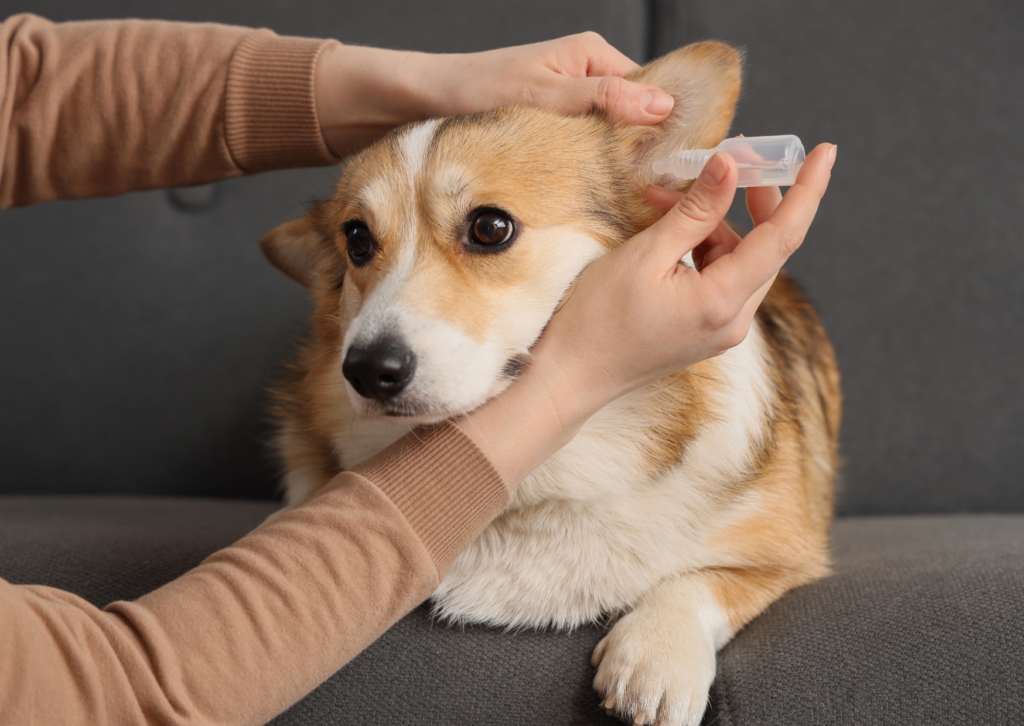 犬の耳が臭う・赤い・かゆい｜繰り返す外耳炎の原因と新しい治療薬について