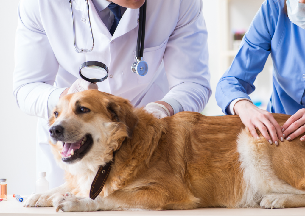 そのしこり、どう調べる?|犬や猫の腫瘍検査を段階ごとに解説