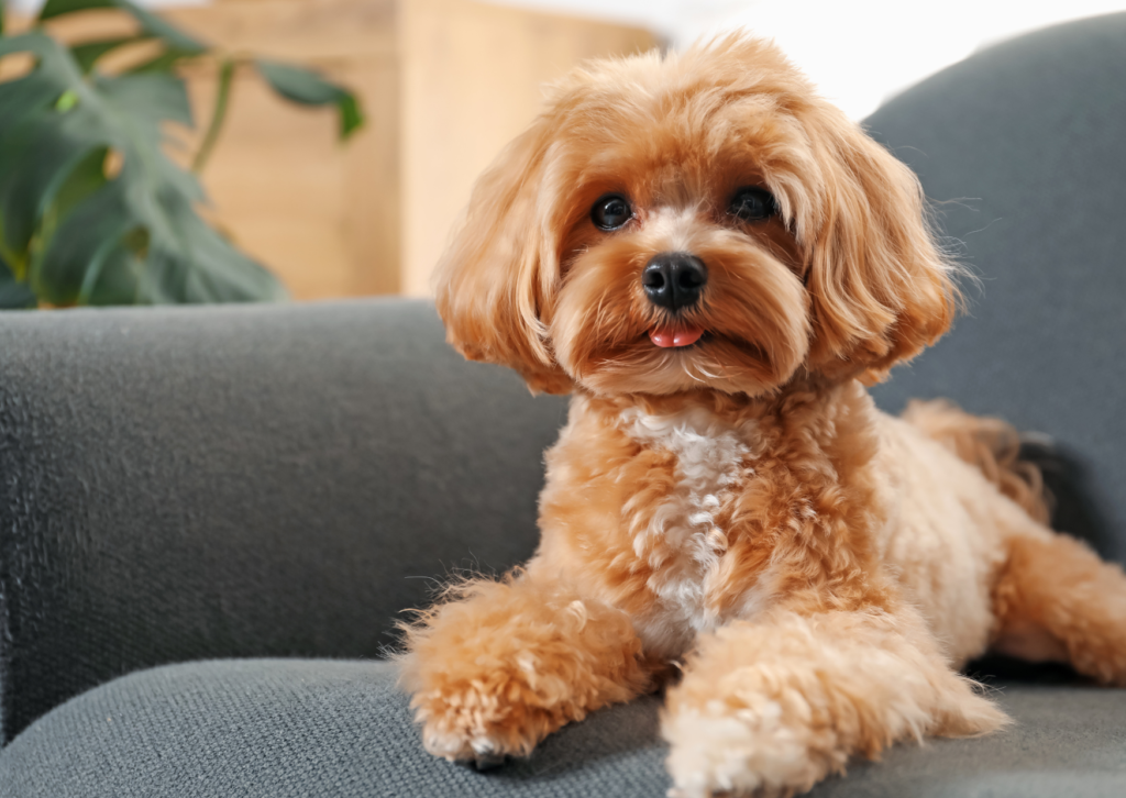 犬の慢性腎臓病とは?多飲多尿やステージ別の食事・治療を解説