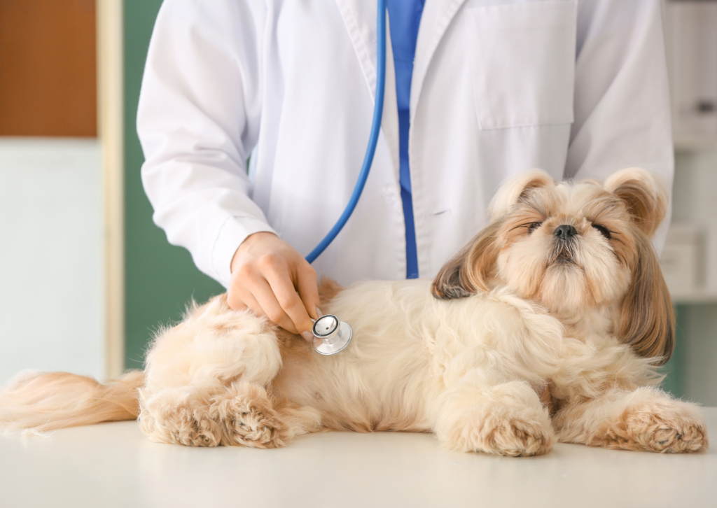 【獣医師解説】犬や猫のがん|ステージ・余命の「捉え方」とQOLの考え方