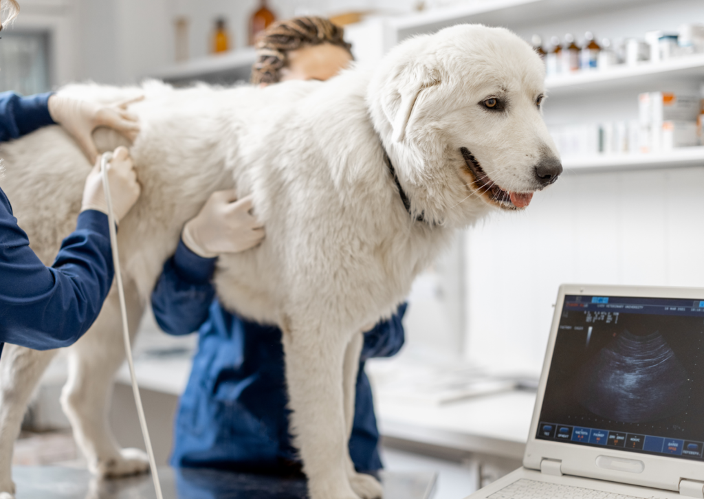 避妊手術で99.5%予防できる?|メス犬の飼い主様に知ってほしい乳腺腫瘍のすべて