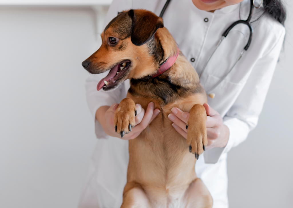 犬の骨肉腫|足をかばう・足のしこりから始まる病気と“痛みを取る”治療という選択