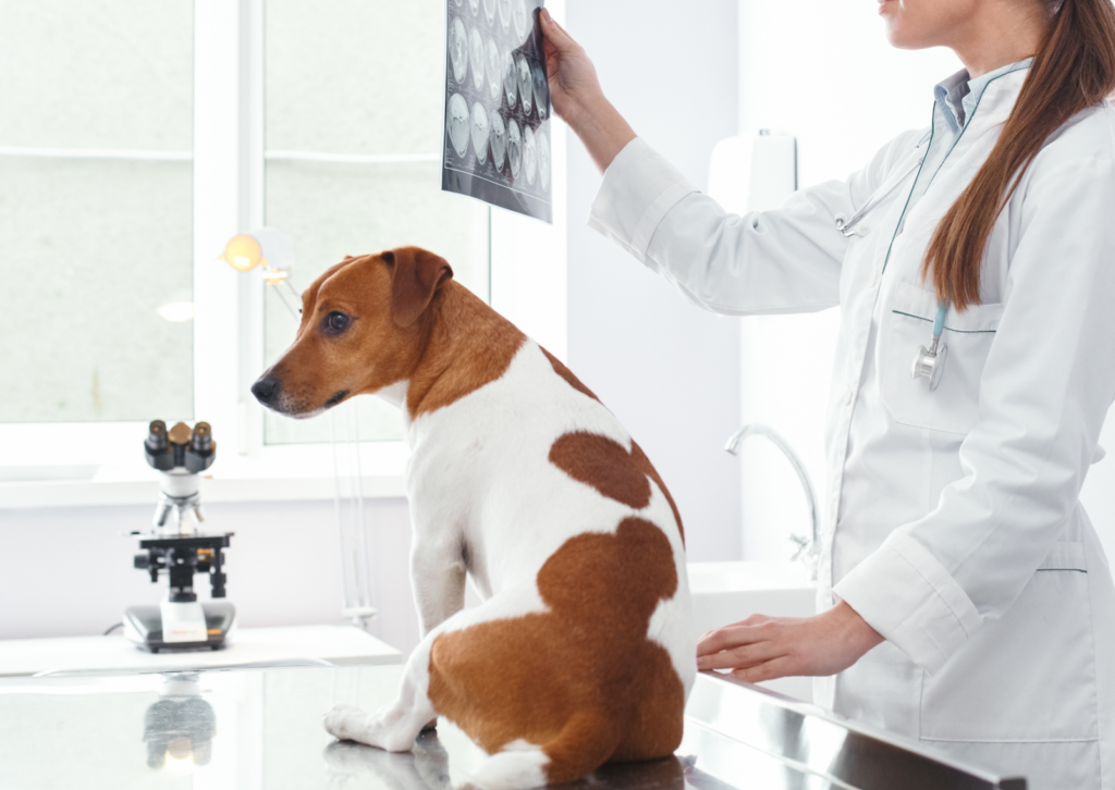 犬の肝臓に「影」や「しこり」があると言われたら|肝細胞癌と良性の違い・検査と治療の考え方