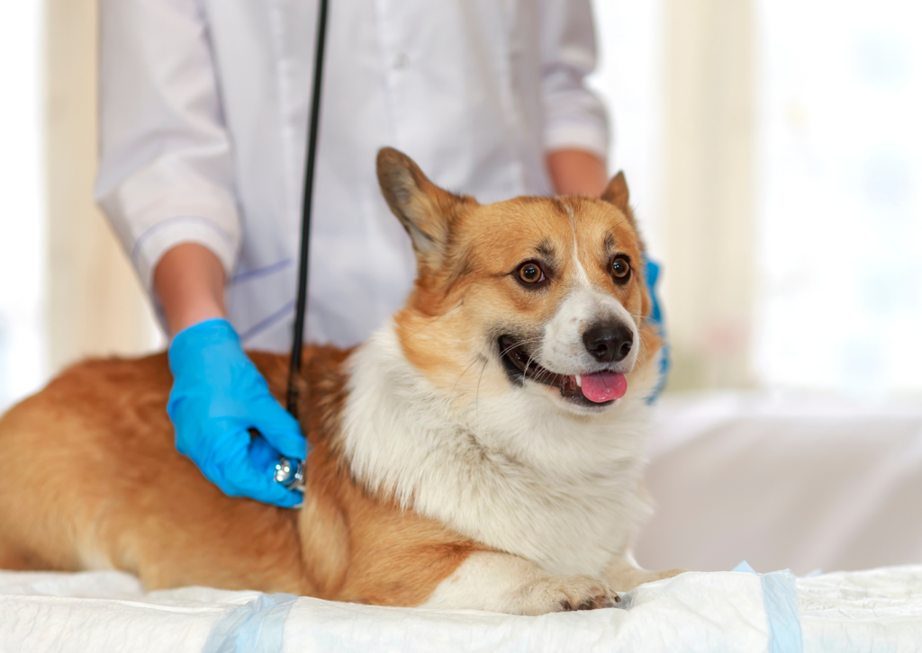 犬の口に黒いイボのようなできもの…|進行が速いメラノーマの見分け方と治療